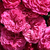 Vörös - Rambler, kúszó rózsa - Chevy Chase